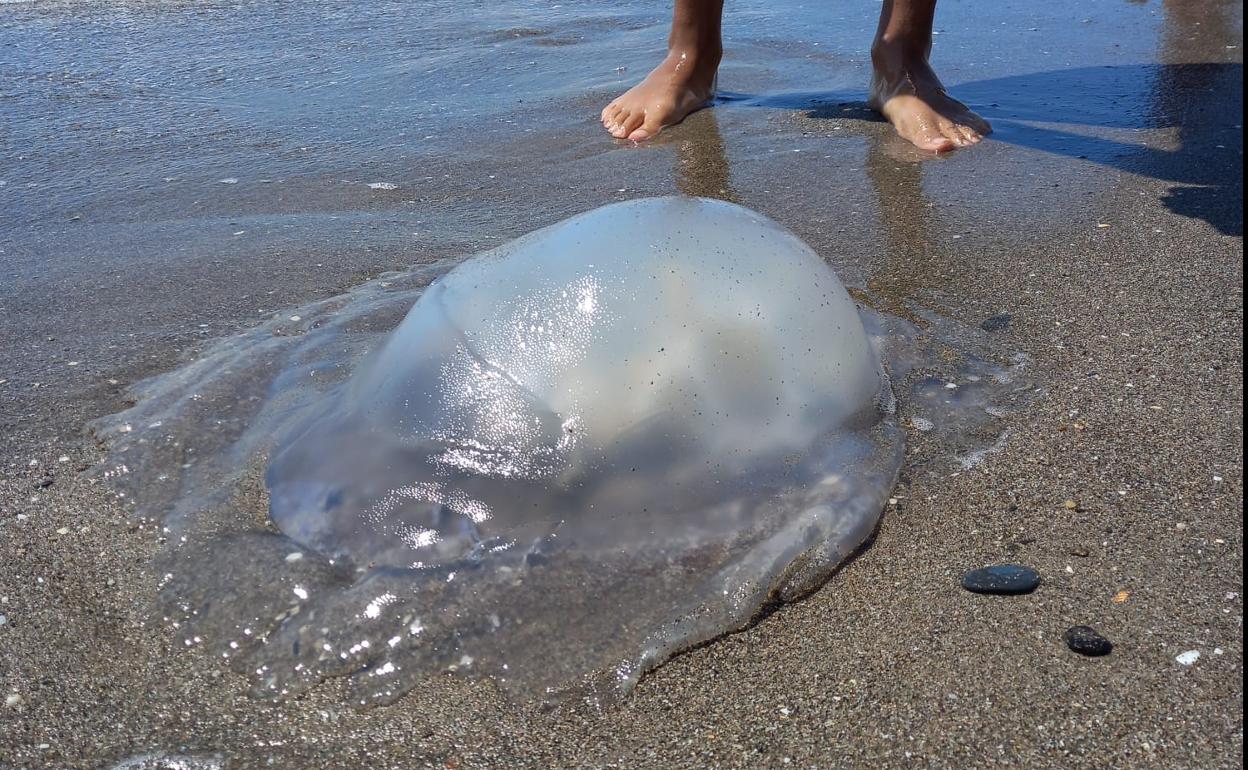 Medusas Playas Málaga: Alertan De Una Elevada Presencia De Medusas En ...